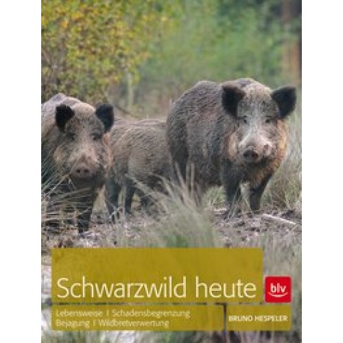 Hespeler, Schwarzwild heute