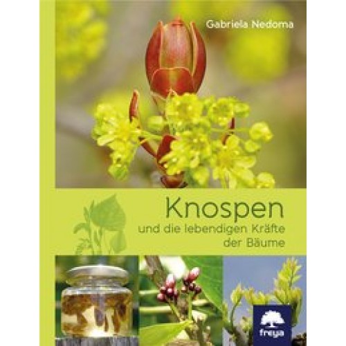 Knospen